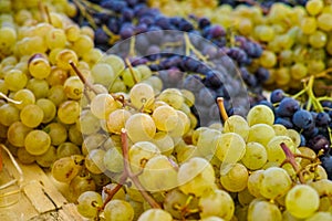 White muscat grape and dark grape - sweet and tasty dessert, healthy fruit from south vineyards of Provence