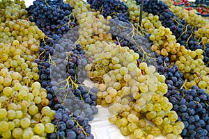 White muscat grape and dark grape - sweet and tasty dessert, healthy fruit from south vineyards of Provence