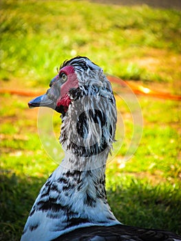 A white Muscovy duck against with grass background