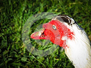 A white Muscovy duck against with grass background