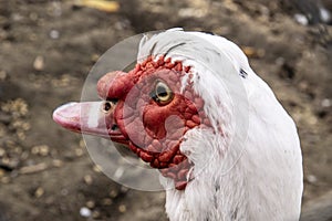 White Muscovy duck close-up photo.
