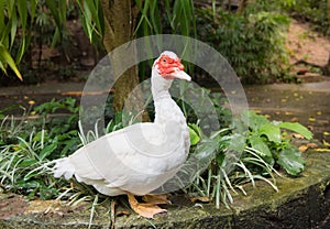 White Muscovy duck portrait ,Musky duck , Indoda , Barbary duck