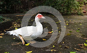 White Muscovy duck portrait ,Musky duck , Indoda , Barbary duck
