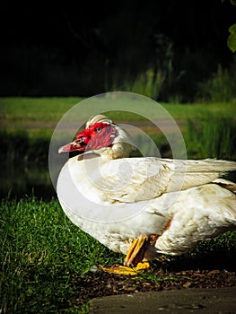 A white Muscovy duck is sunbathing on green grass