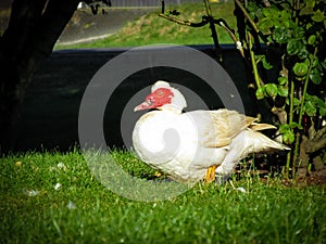 A white Muscovy duck is sunbathing on green grass