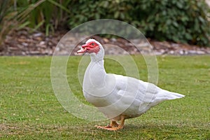 White Muscovy duck, white wings, red wattles on face standing on