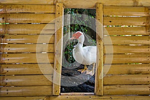 White muscovy ducks stand on stumps in bamboo frames.
