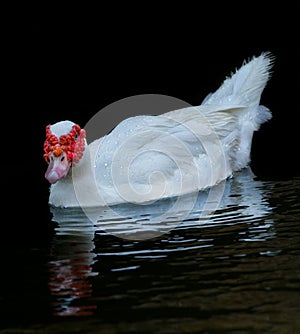 White Muscovy Ducks Swim in Pond