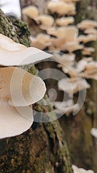 White mushrom on the dead wood