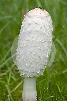 White mushroom
