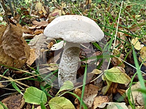 White mushroom