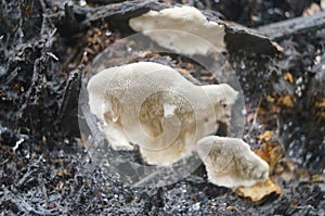 White mushroom