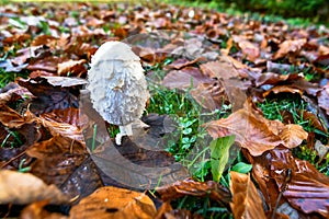 White mushroom in autumn forest with yellow leaves on the ground