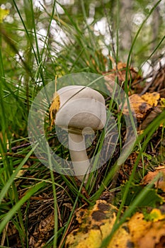 White mushroom on a background of green grass in the autumn forest