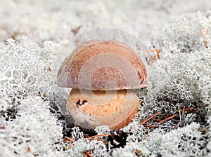 White mushroom on a background of lichen.