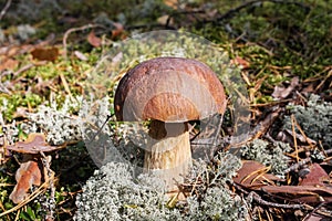 White mushroom boletus in the autumn sunny forest