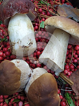 white mushroom boletus delicatessen growing in summer