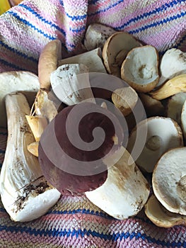 white mushroom boletus delicatessen growing in summer
