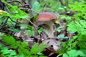 White mushroom, with a brown cap, sticking out among the leaves of grass