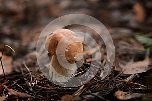 White mushroom (cep)
