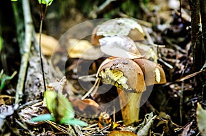 White mushroom with a double hat, pimped animals.