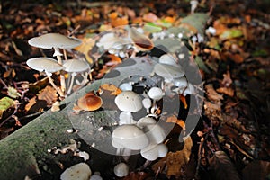 White mushroom on fallen tree