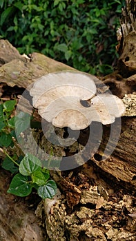 White Mushroom in the fallen tree