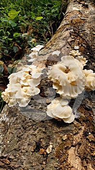 White Mushroom in the fallen tree