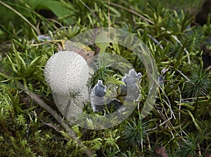 White mushroom in the forest.