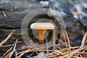 White mushroom in the forest on the background of grass and pine needles. Nature Background