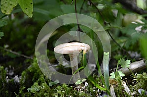white mushroom in forest close up
