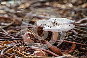 White mushroom in the forest