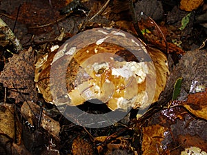 White Mushroom in forest Porcino, bolete, boletus.White mushroom on green background.Natural white mushroom growing in a forest.