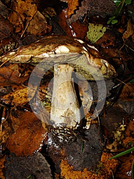 White Mushroom in forest Porcino, bolete, boletus.White mushroom on green background.Natural white mushroom growing in a forest.