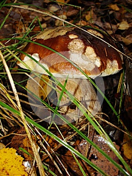 White Mushroom in forest Porcino, bolete, boletus.White mushroom on green background.Natural white mushroom growing in a forest.