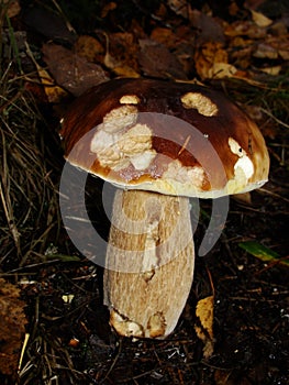 White Mushroom in forest Porcino, bolete, boletus.White mushroom on green background.Natural white mushroom growing in a forest.