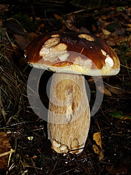 White Mushroom in forest Porcino, bolete, boletus.White mushroom on green background.Natural white mushroom growing in a forest.