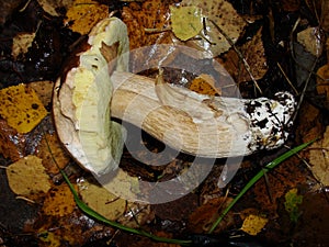 White Mushroom in forest Porcino, bolete, boletus.White mushroom on green background.Natural white mushroom growing in a forest.