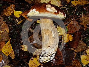 White Mushroom in forest Porcino, bolete, boletus.White mushroom on green background.Natural white mushroom growing in a forest.