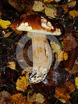 White Mushroom in forest Porcino, bolete, boletus.White mushroom on green background.Natural white mushroom growing in a forest.