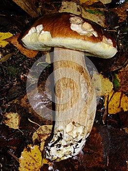 White Mushroom in forest Porcino, bolete, boletus.White mushroom on green background.Natural white mushroom growing in a forest.