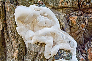 White mushroom fungus grows parasitize on old tree trunk photo