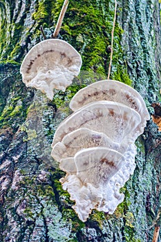 White mushroom fungus grows parasitize on old tree trunk photo