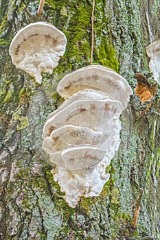 White mushroom fungus grows parasitize on old tree trunk