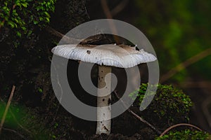 A white mushroom with a gilled cap grows on the forest floor photo