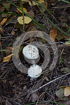 White mushroom in the grass