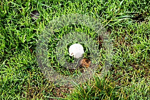 White mushroom in green grass with dew
