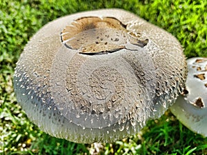 White Mushroom, on green grass, Fairy Ring Champignon, genus Marasmius oreades