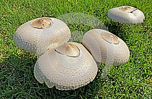 White Mushroom, on green grass, Fairy Ring Champignon, genus Marasmius oreades