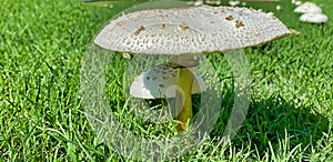 White Mushroom, on green grass, Fairy Ring Champignon, genus Marasmius oreades